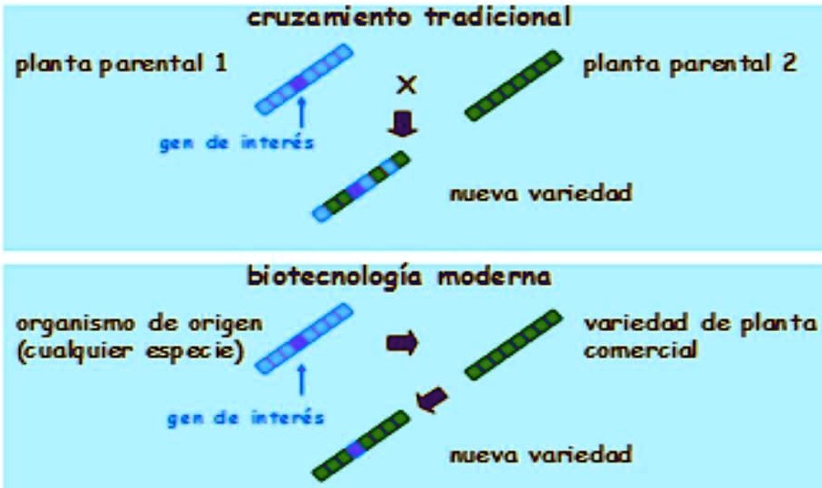 SOLVED: ¿Qué esquema representa las técnicas de biotecnología