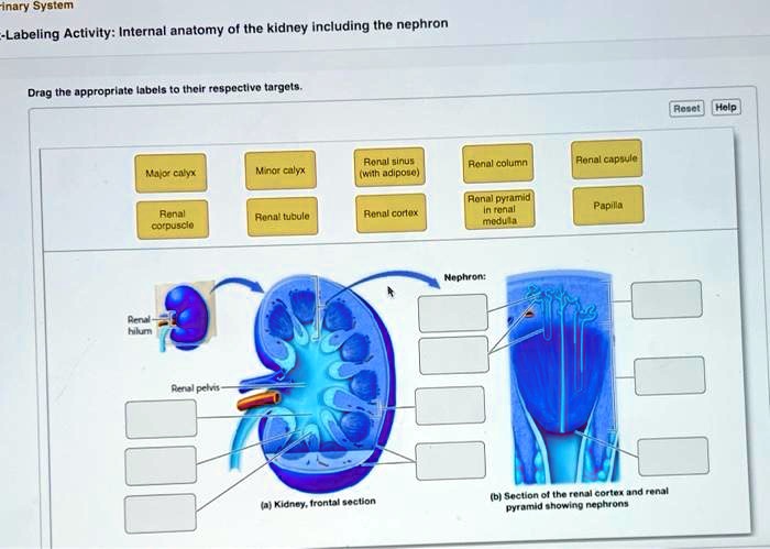 SOLVED: Binary System - Labeling Activity: Internal anatomy of the ...