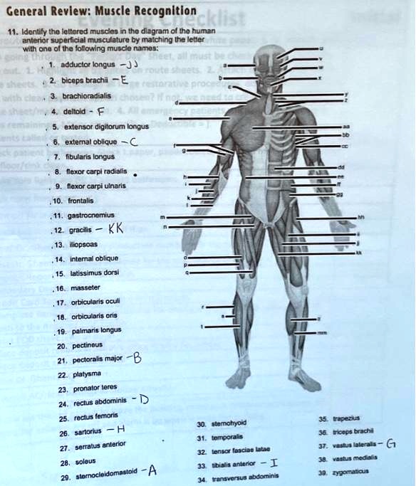 general review muscle recognition checklist 11 identify the lettered ...