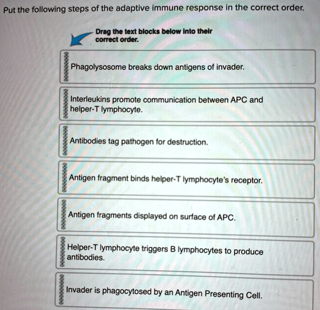 put the following steps of the adaptive immune response in the correct