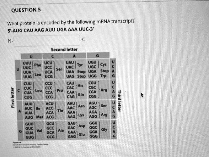 [GET ANSWER] question 5 what protein is encoded by the following mrna ...