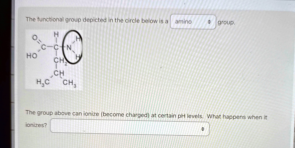 the functional group depicted in the circle below is a amino group the ...