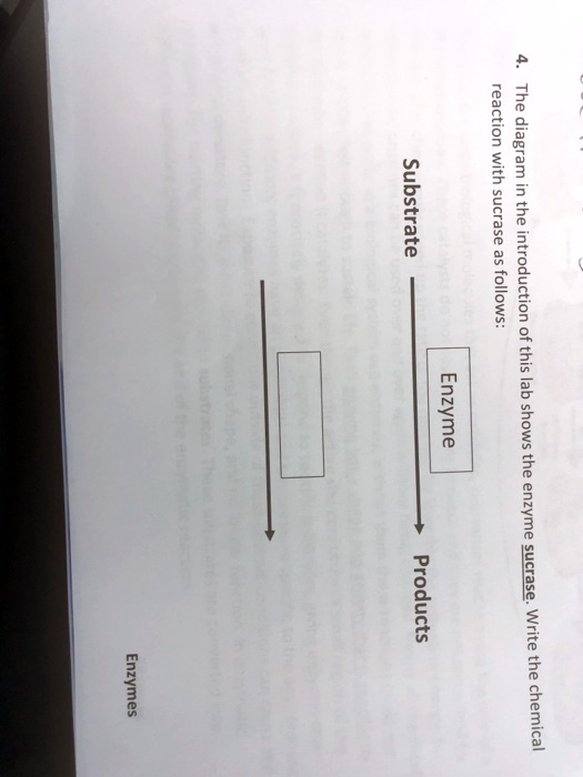 SOLVED The U with Substrate sucrase the follows introduction of this