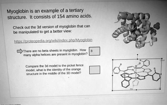 SOLVED: Myoglobin Is An Example Of A Tertiary Structure. It Consists Of ...