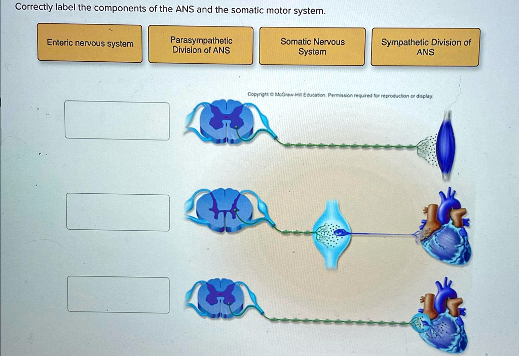 SOLVED: Correctly label the components of the ANS and the somatic motor