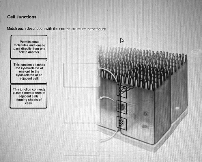 SOLVED: Cell Junctions Match each description with the correct ...