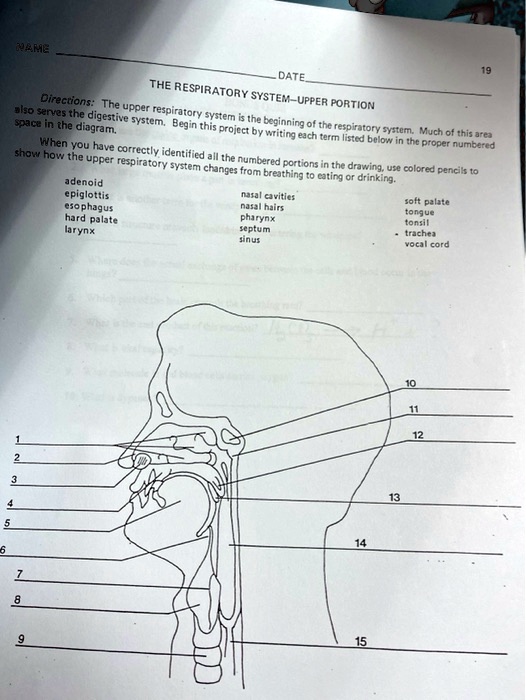 SOLVED: NAME DATE: THE RESPIRATORY SYSTEM - UPPER PORTION Space in the ...