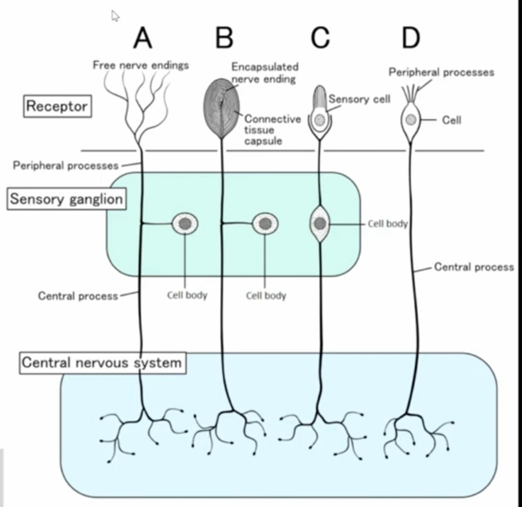 Receptor Free nerve endings Peripheral processes Sensory ganglion ...