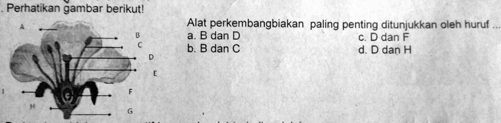 SOLVED: PERHATIKAN GAMBAR BERIKUT! Alat Perkembangbiakan Paling Penting ...