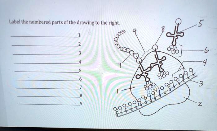 Label The Numbered Parts Of The Drawing To The Right