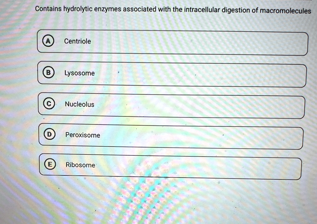 Contains hydrolytic enzymes associated with the intracellular digestion of macromolecules
A
Centriole
B
Lysosome
C Nucleolus
D Peroxisome
E Ribosome