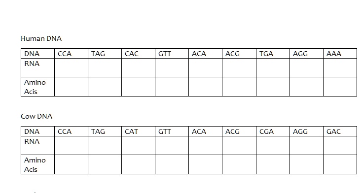 human dna dna rna cca tag cac gtt aca acg tga agg aaa amino acis cow ...