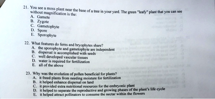 21. You see a moss plant near the base of a tree in your yard. The green "leafy" plant that you can see
without magnification is the:
A. Gamete
B. Zygote
C. Gametophyte
D. Spore
E. Sporophyte
22. What features do ferns and bryophytes share?
A. the sporophyte and gametophyte are independent
B. dispersal is accomplished with seeds
C. well developed vascular tissues
D. water is required for fertilization
E. all of the above
23. Why was the evolution of pollen beneficial for plants?
A. it freed plants from needing moisture for fertilization
B. it helped enhance dispersal on land
C. it provided extra nutritional resources for the embryonic plant
D. it helped to separate the reproductive and growing phases of the plant's life cycle
E. it helped attract pollinators to consume the nectar within the flowers
