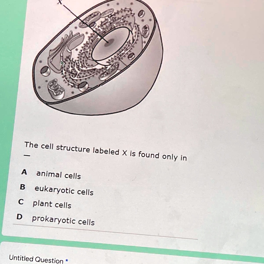 SOLVED 'The cell structure labeled X is found only in A animal cells B eukaryotic cells C plant