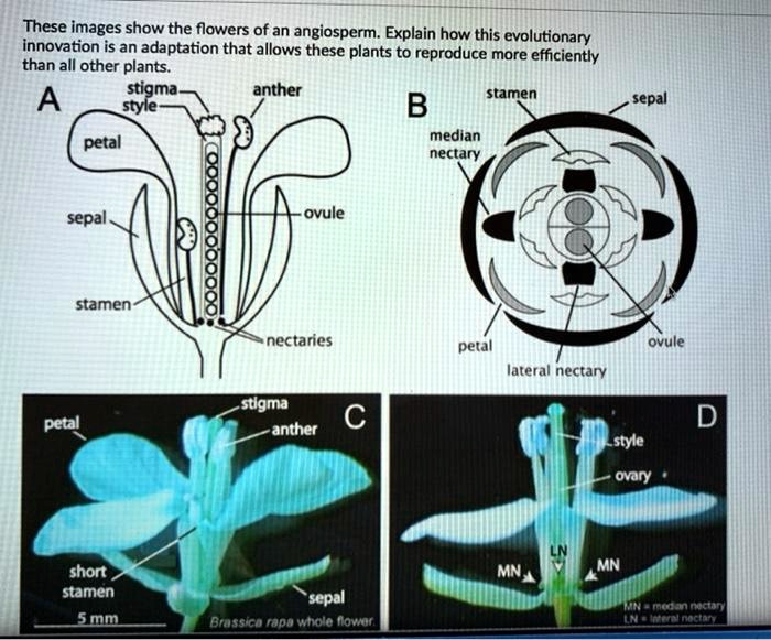 SOLVED These images show the flowers of an angiosperm. Explain how this evolutionary innovation