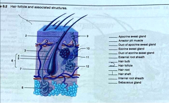 SOLVED: 8.2 Hair follicle and associated structures. Apocrine sweat ...