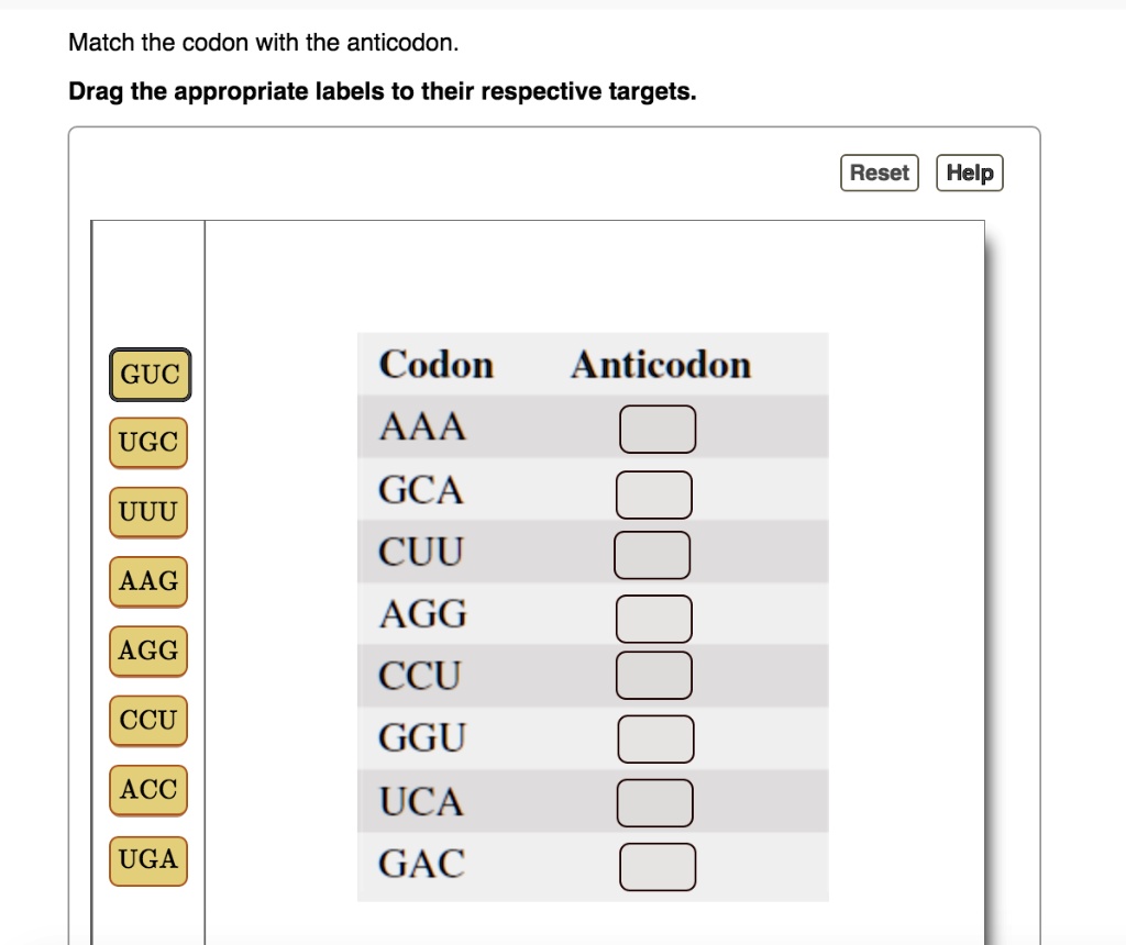 SOLVED: Match the codon with the anticodon: Drag the appropriate labels ...