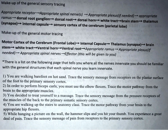 Make-up of the general sensory tracing: Appropriate receptor ...