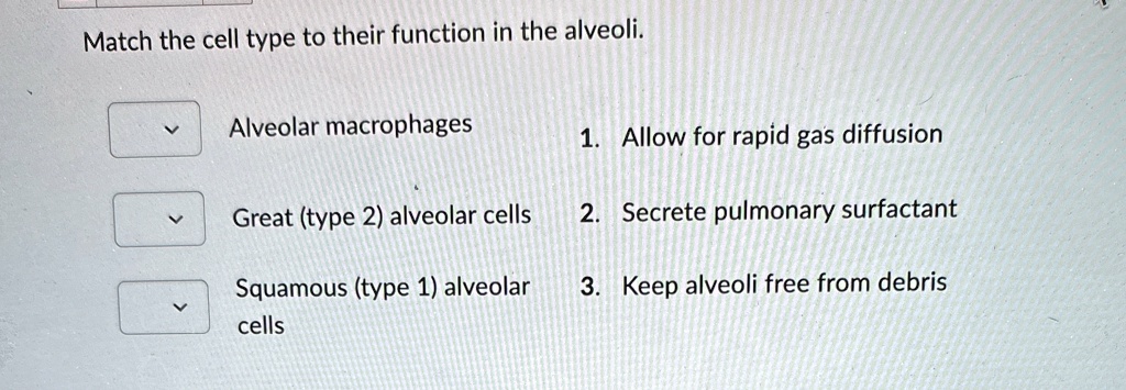 match the cell type to their function in the alveoli alveolar ...