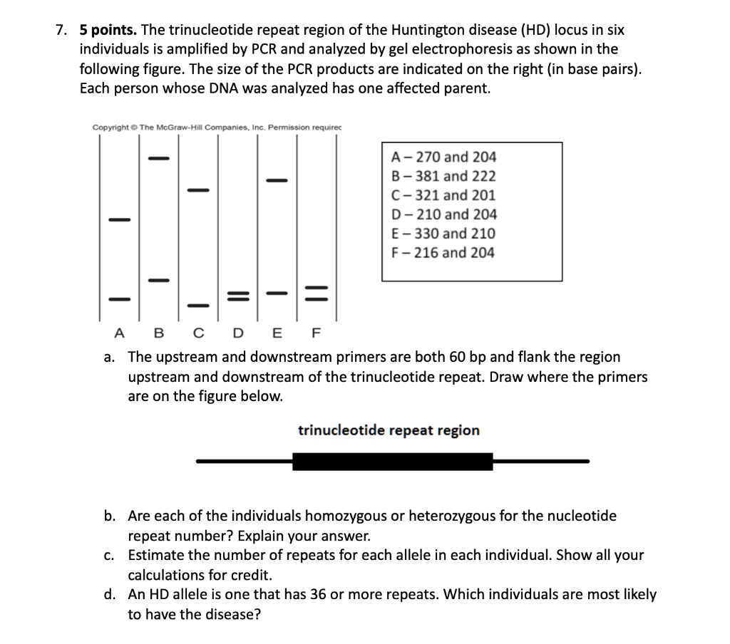 SOLVED: Text: 5 points. The trinucleotide repeat region of the ...