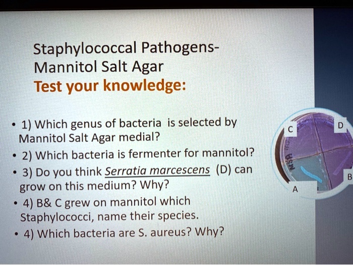 SOLVED Staphylococcal Pathogens Mannitol Salt Agar Test your