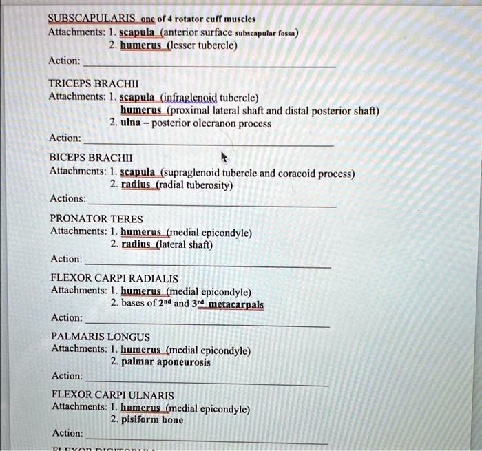 Solved Subscapularis One Of The Four Rotator Cuff Muscles Attachments
