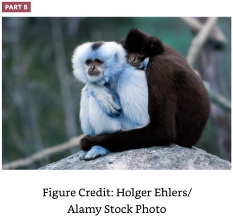 exercise 5 primate social organization part b examine the primate group depicted in the photo