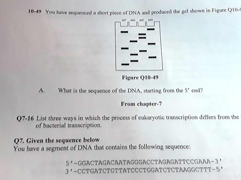 SOLVED:10-49 You have sequenced a short piece of DNA and produced the ...