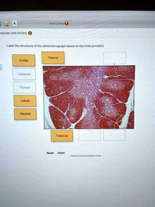 SOLVED: Help Center Lymphatic and Urinary Label the structures of the ...