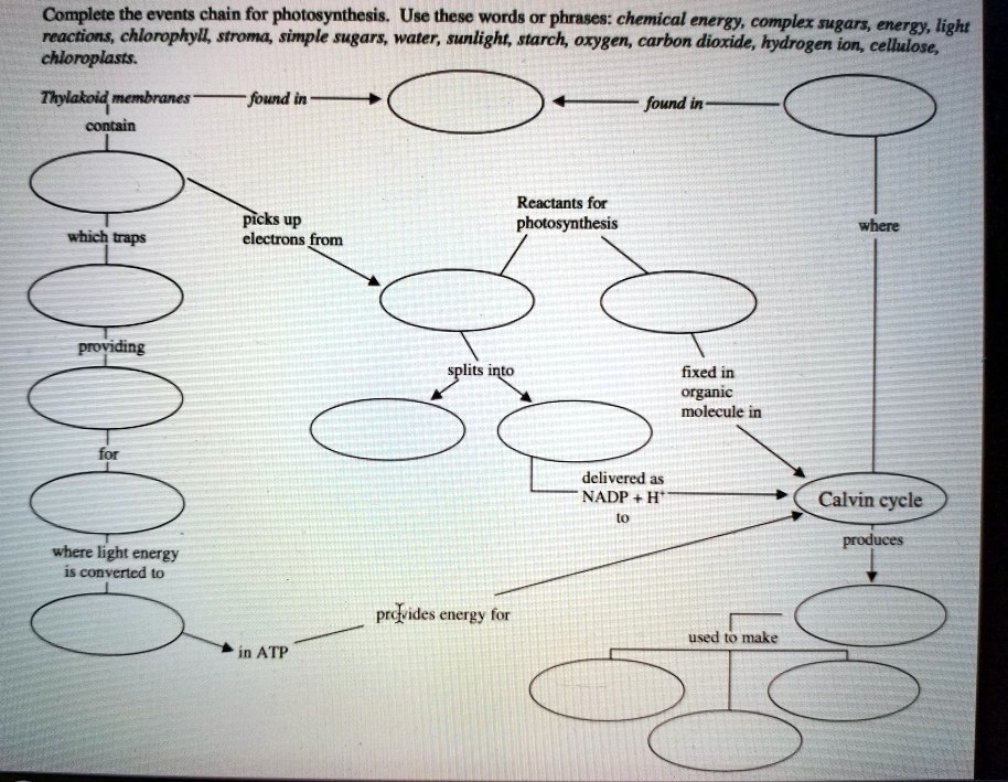 SOLVED: Complete the events chain for photosynthesis: Use these words ...