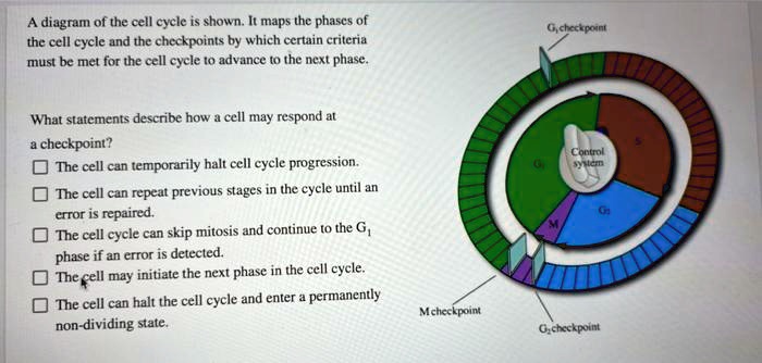 A diagram of the cell cycle is shown. It maps the phases of the cell ...