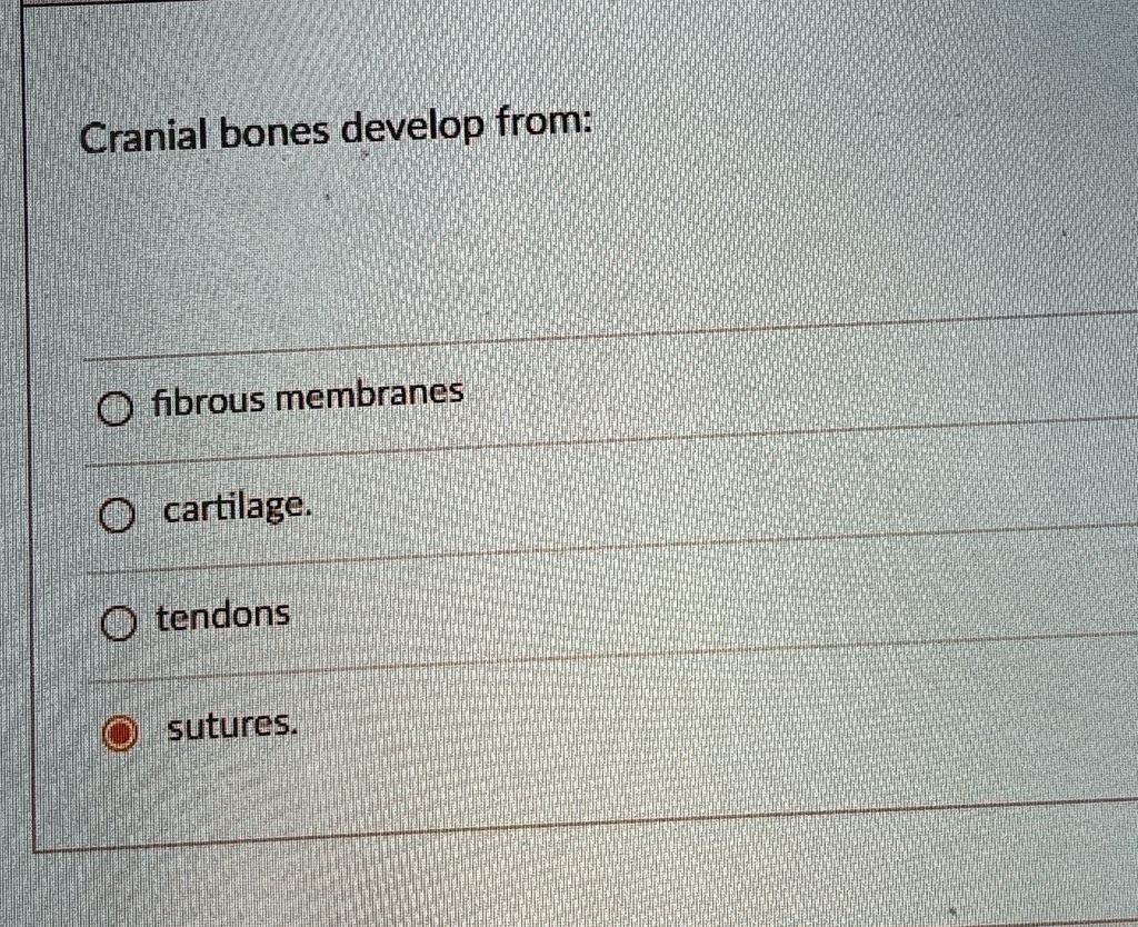 Cranial Bones Develop