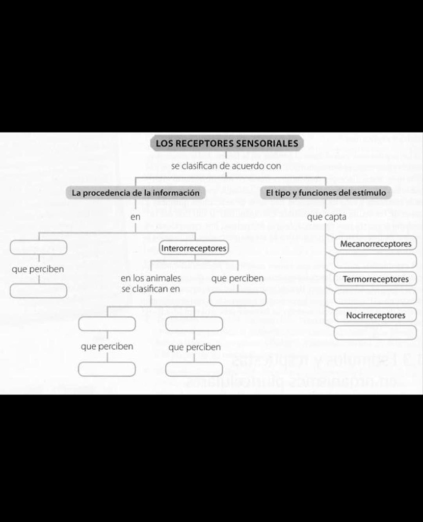 tipos y funciones de los receptores sensoriales