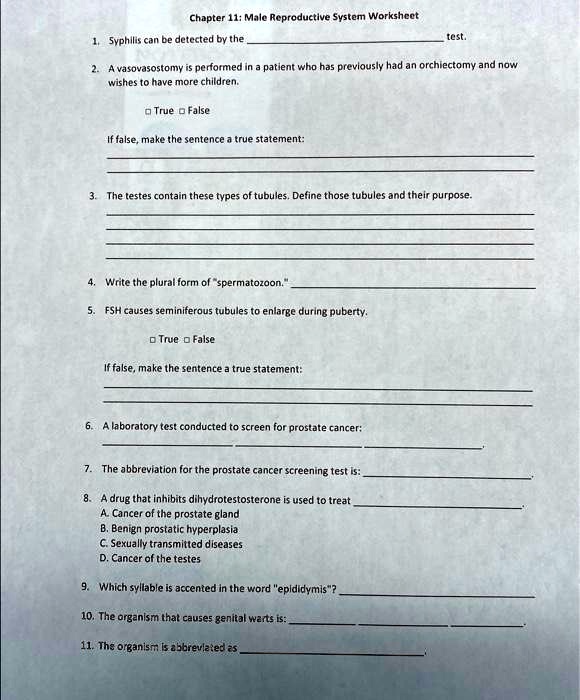 SOLVED: Chapter 11: Male Reproductive System Worksheet 1. Syphilis can ...
