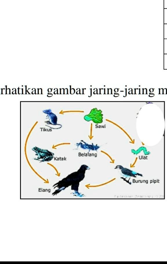 SOLVED: Perhatikan Gambar Jaring-jaring Makanan Di Bawah Inia ...