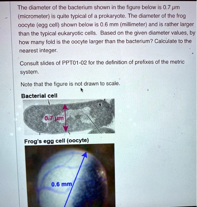 The diameter of the bacterium shown in the figure below is 0.7 Î¼m