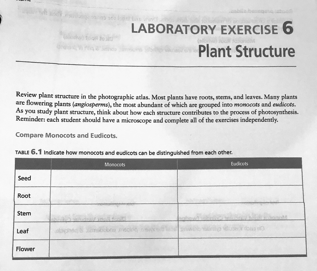 exploring the roots and stems of balfour aralia plant anatomy and function