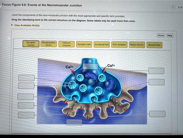 Solved text focus figure 9 8 events at the neuromuscular junction