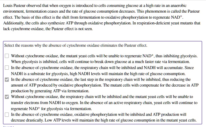 Louis Pasteur observed that when oxygen is introduced to cells consuming glucose at a high rate in an anaerobic environment, fermentation ceases and the rate of glucose consumption decreases. This phenomenon is called the Pasteur effect. The basis of this effect is the shift from fermentation to oxidative phosphorylation to regenerate NAD+. Additionally, the cells also synthesize ATP through oxidative phosphorylation. In respiration-deficient yeast mutants that lack cytochrome oxidase, the Pasteur effect is not seen.

Select the reasons why the absence of cytochrome oxidase eliminates the Pasteur effect.

Without cytochrome oxidase, the mutant yeast cells will be unable to regenerate NAD+, thus inhibiting glycolysis. When glycolysis is inhibited, cells will continue to break down glucose at a much faster rate via fermentation.
In the absence of cytochrome oxidase, the respiratory chain will be inhibited and NADH will accumulate. Since NADH is a substrate for glycolysis, high NADH levels will maintain the high rate of glucose consumption.
In the absence of cytochrome oxidase, the last step in the respiratory chain will be inhibited, thus reducing the amount of ATP produced by oxidative phosphorylation. The mutant cells with compensate for the decrease in ATP production by generating ATP via fermentation.
Without cytochrome oxidase, the respiratory chain will be inhibited and the mutant yeast cells will be unable to transfer electrons from NADH to oxygen. In the absence of an active respiratory chain, yeast cells will continue to regenerate NAD+ for glycolysis via fermentation.
In the absence of cytochrome oxidase, oxidative phosphorylation will be inhibited and ATP production will decrease drastically. Low ATP levels will maintain the high rate of glucose consumption in the mutant yeast cells.