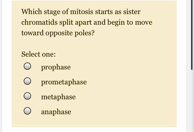 Which stage of mitosis starts as sister chromatids split apart and begin to move toward opposite poles?

Select one:
prophase
prometaphase
metaphase
anaphase