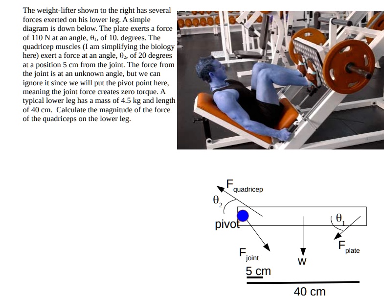 SOLVED The weightlifter shown tO the right has several forces exerted
