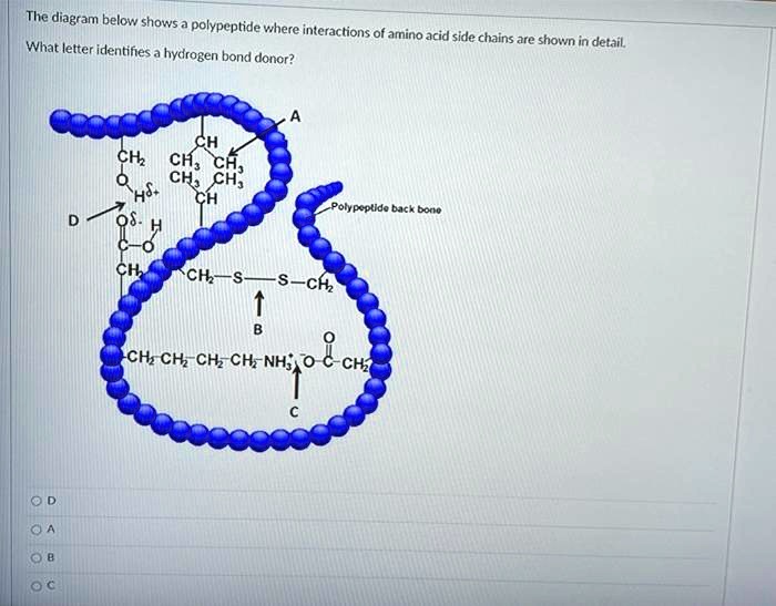 SOLVED The diagram below shows a polypeptide where interactions of