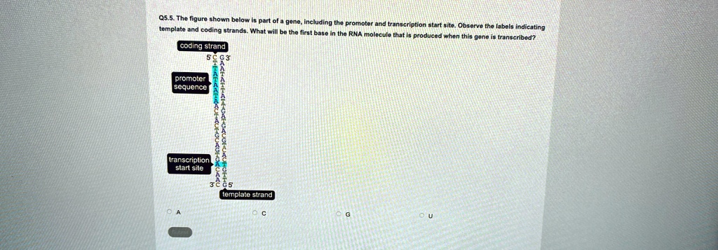 Q5.5. The figure shown below is part of a gene, including the promoter ...