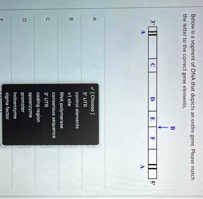 Below is a segment of DNA that depicts an entire gene. Please match the ...
