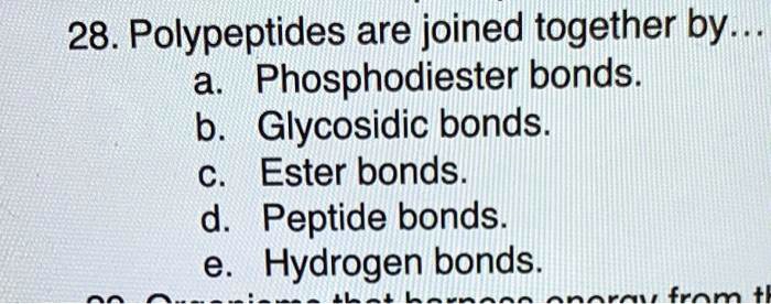 28. Polypeptides are joined together by...
a. Phosphodiester bonds.
b. Glycosidic bonds.
c. Ester bonds.
d. Peptide bonds.
e. Hydrogen bonds.