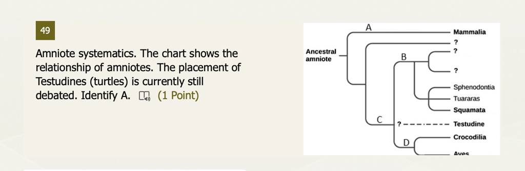 amniote systematics the chart shows the relationship of amniotes the ...
