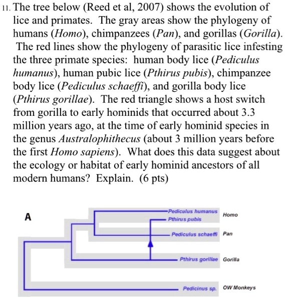 SOLVED: The tree below (Reed et al., 2007) shows the evolution of lice ...