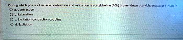 During which phase of muscle contraction and relaxation is acetylcholine (ACh) broken down acetylcholinesterase (AChE)?
a. Contraction
b. Relaxation
c. Excitation-contraction coupling
d. Excitation