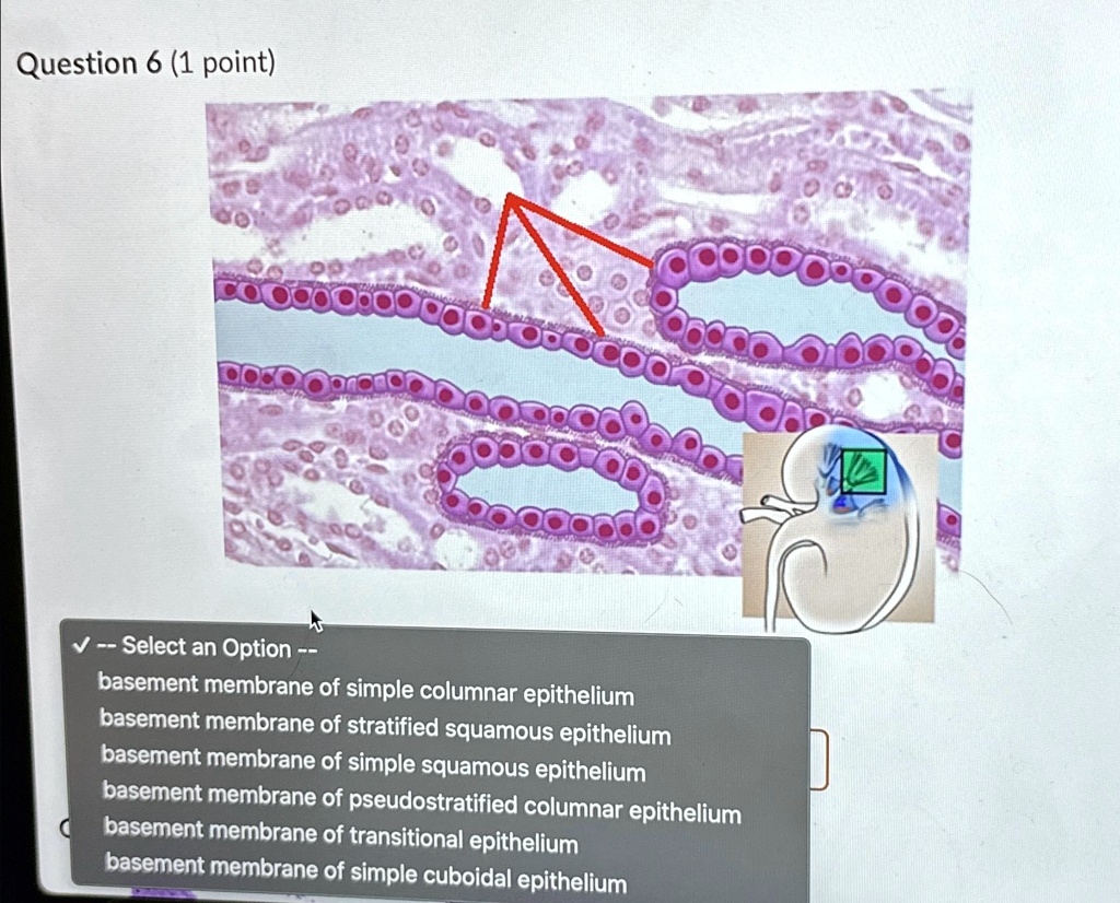 Transitional Vs Simple Columnar Question 6 (1 point) – Select an Option – basement membrane of simple ...
