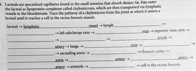 lacteals are specialized capillaries found in the small intestine that